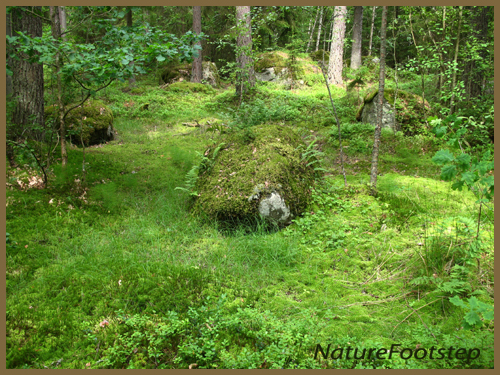 nf006-green_moss_in_forest